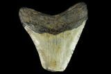 Bargain, Fossil Megalodon Tooth - North Carolina #124827-2